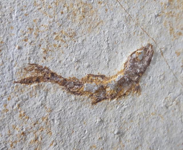 Leptolepides sprattiformis (BLAINVILLE 1818) - Bild &copy; FossNet FossilienStore